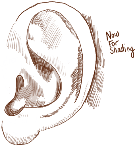 step04-ears