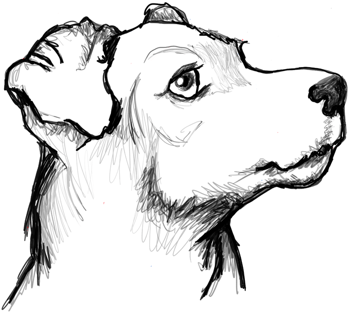 Finished Drawing of Terrier's Face