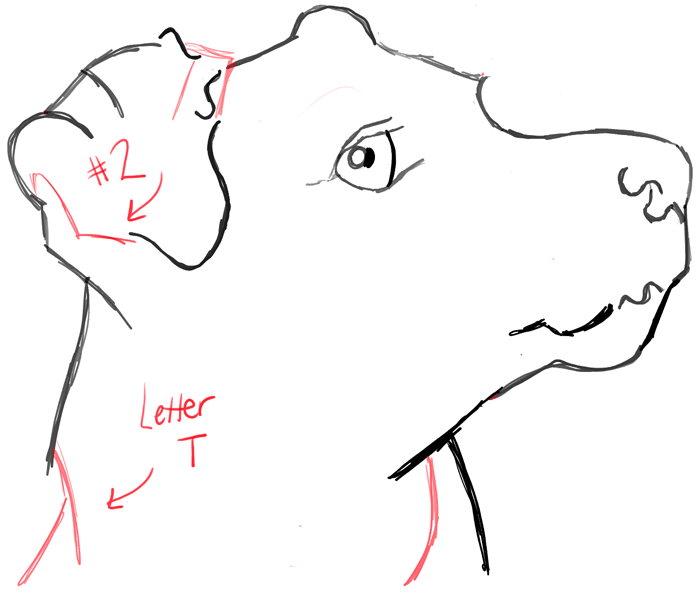 step08-howtodraw-realistic-terrier-dog-face