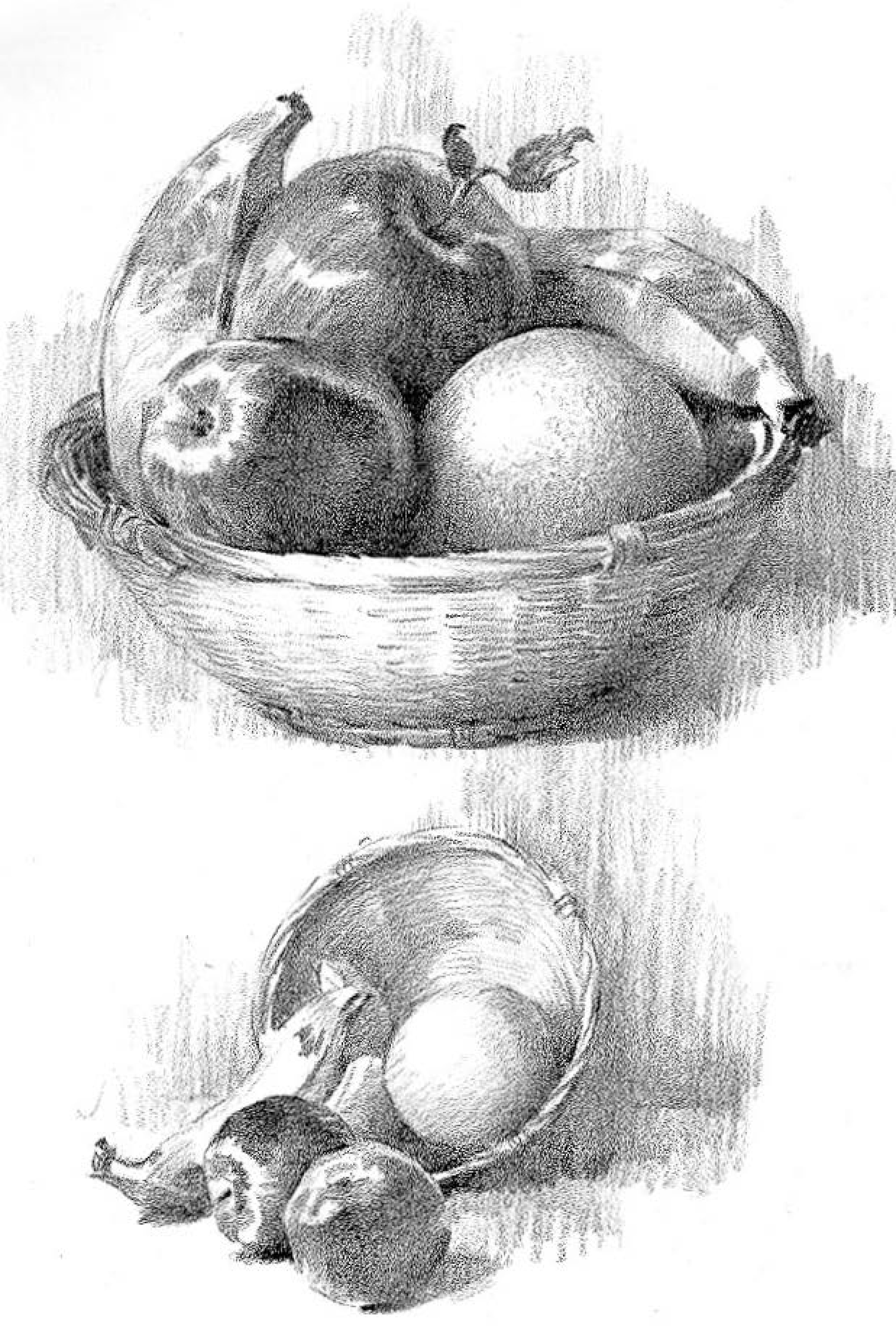 adding light and shadows to still lives and objects