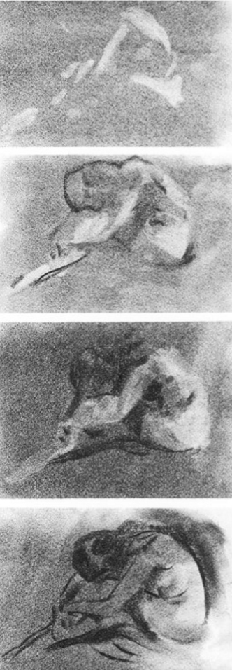 make a gray overall tone in charcoal. I put a chamois cloth around my finger and, after studying the model, take out some of the gray tone.