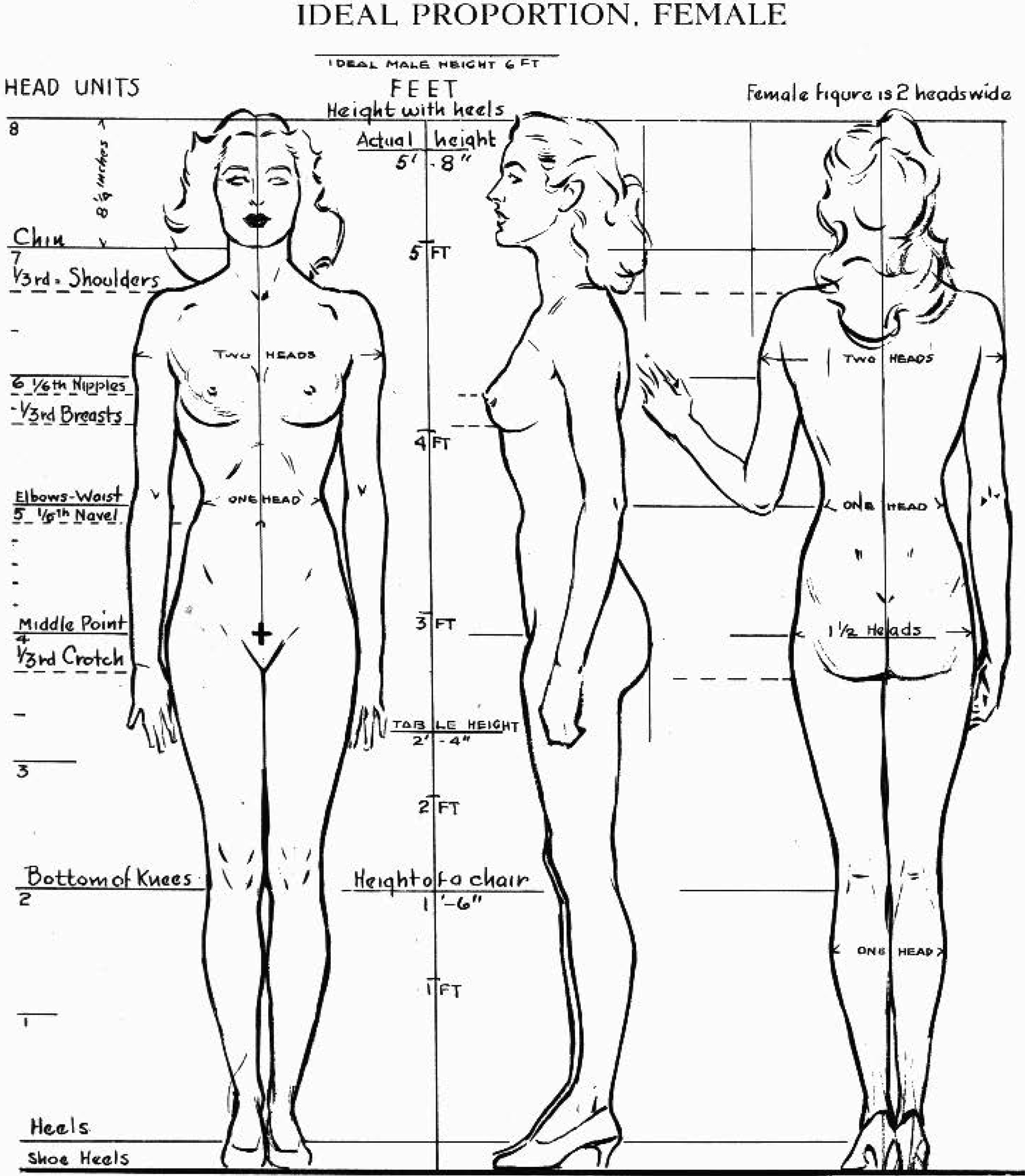 The female figure in the correct proportions