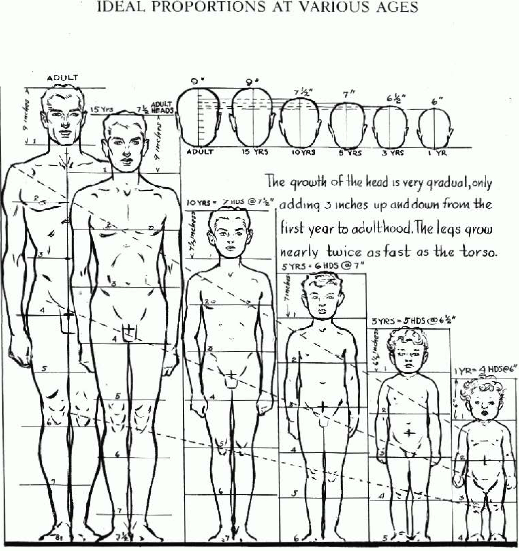 Ideal proportions of children and adults in relation to each other