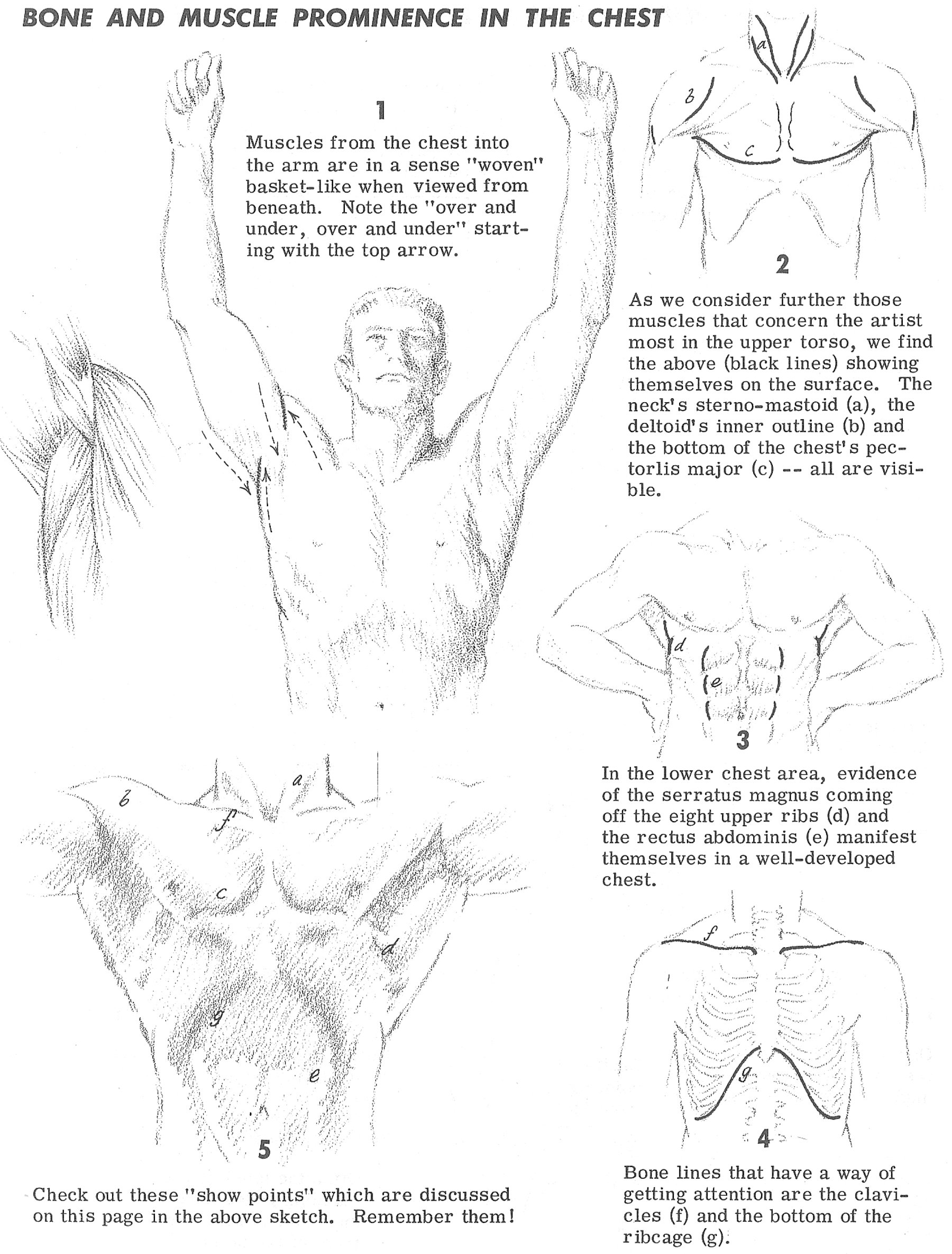 Bone and Muscles in the Chest