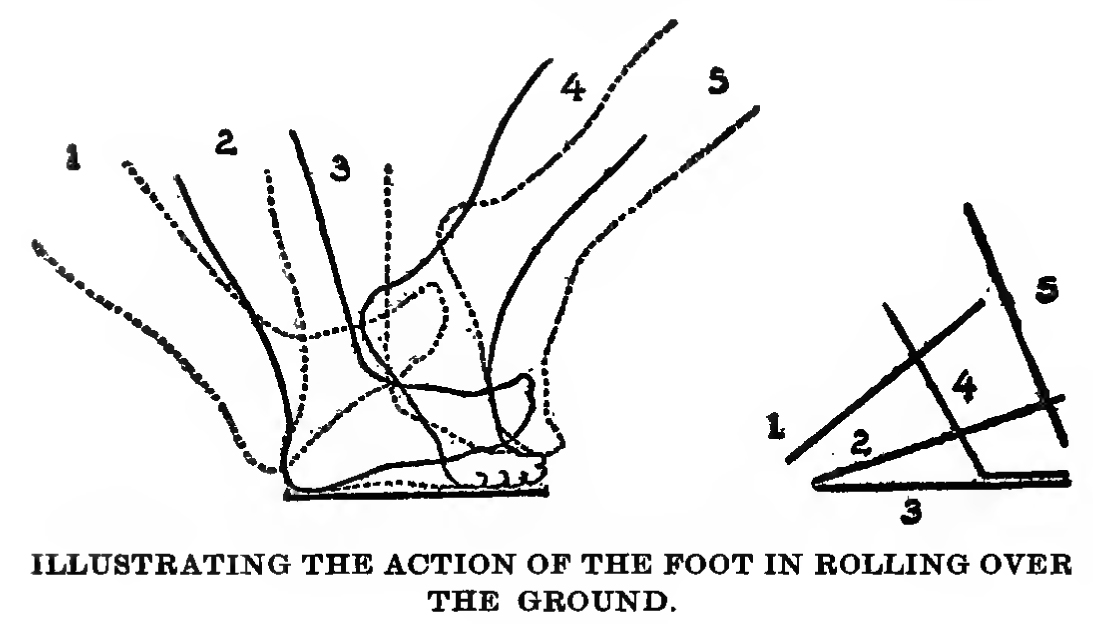 animated foot when walking - how to draw the roll of the foot