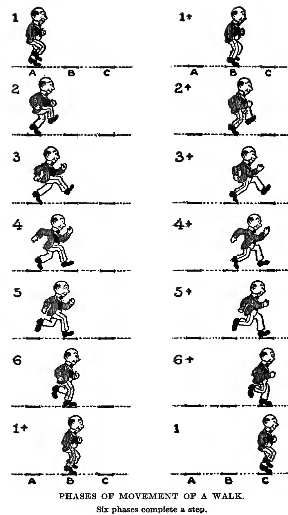 the phases of a walking person man