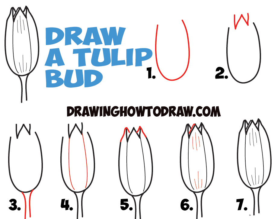 how to draw young tulip buds - drawing tulips as buds - in easy steps lesson